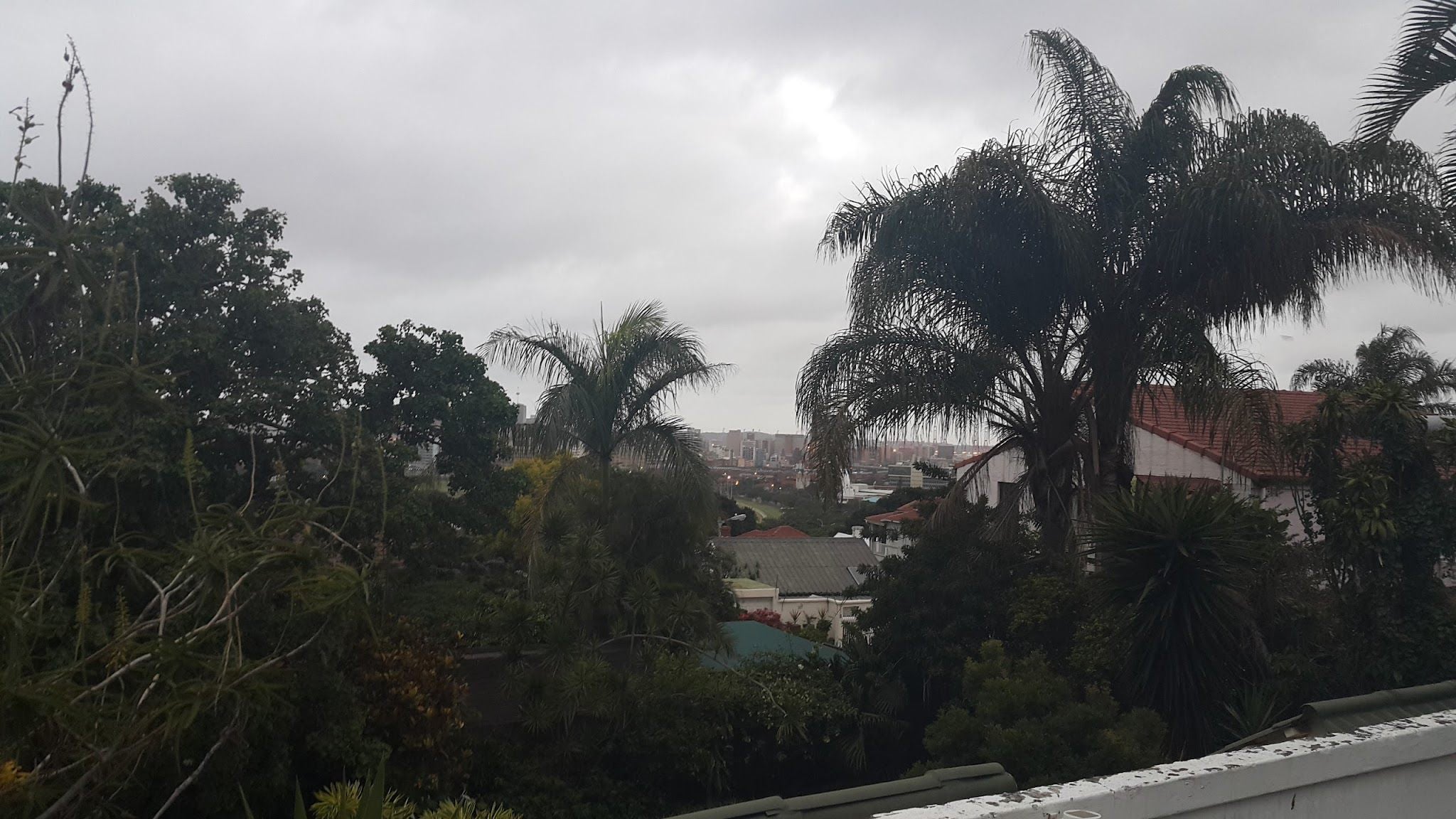 The Heron Guesthouse Berea Durban Kwazulu Natal South Africa Unsaturated, Palm Tree, Plant, Nature, Wood, Rain