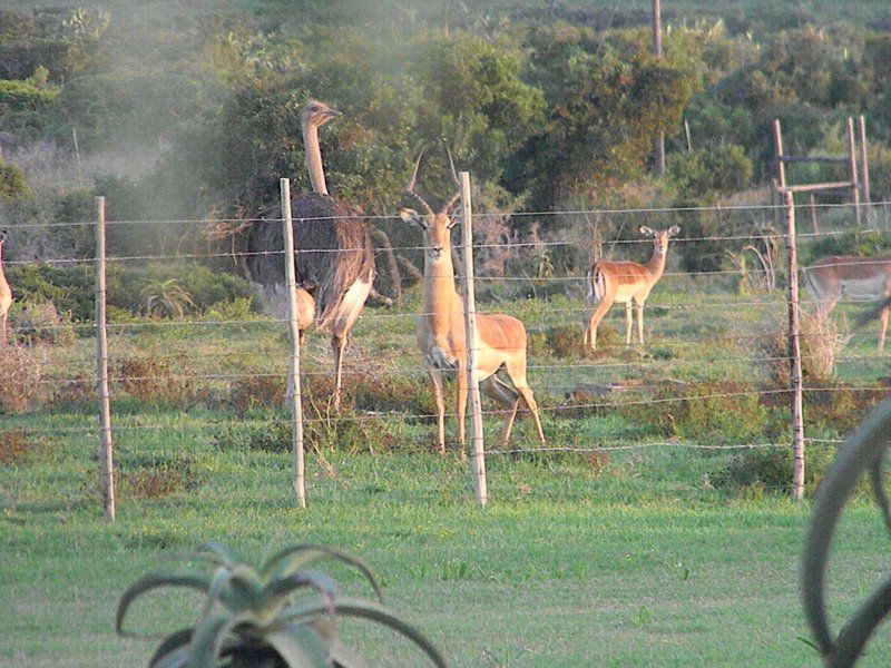 The Hexagon Guesthouse And Wildlife Conservation Uitenhage Eastern Cape South Africa Animal