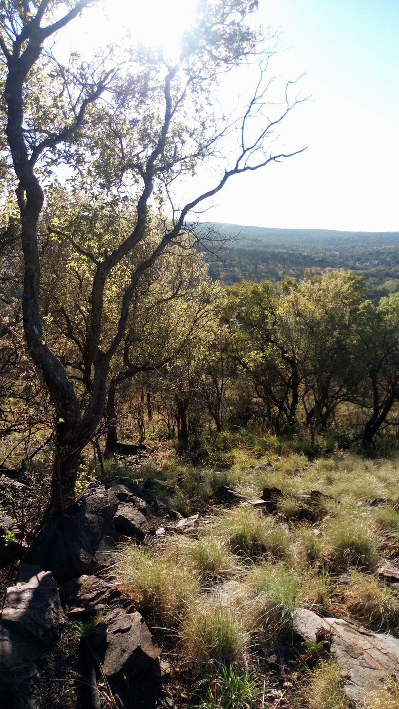 The Honey Nest Woonwapark Rustenburg North West Province South Africa Forest, Nature, Plant, Tree, Wood