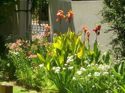 The Ladi Bandb Ladismith Western Cape South Africa Flower, Plant, Nature, Tulip, Garden