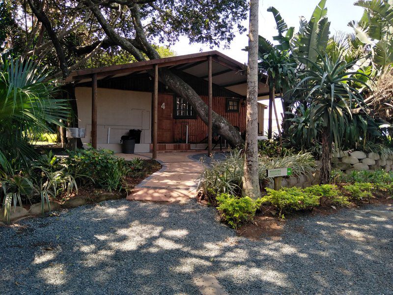 The Laughing Forest Elysium Kwazulu Natal South Africa Palm Tree, Plant, Nature, Wood