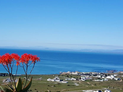 The Lazy Daisies Brittanica Heights St Helena Bay Western Cape South Africa Beach, Nature, Sand, Plant