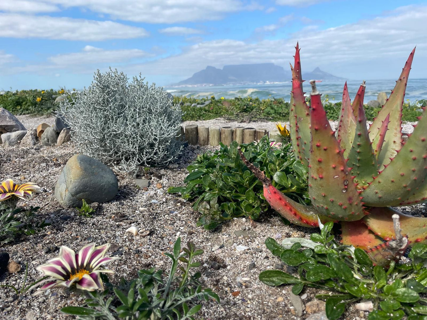 The Little Palm Bloubergrant Blouberg Western Cape South Africa Complementary Colors, Cactus, Plant, Nature