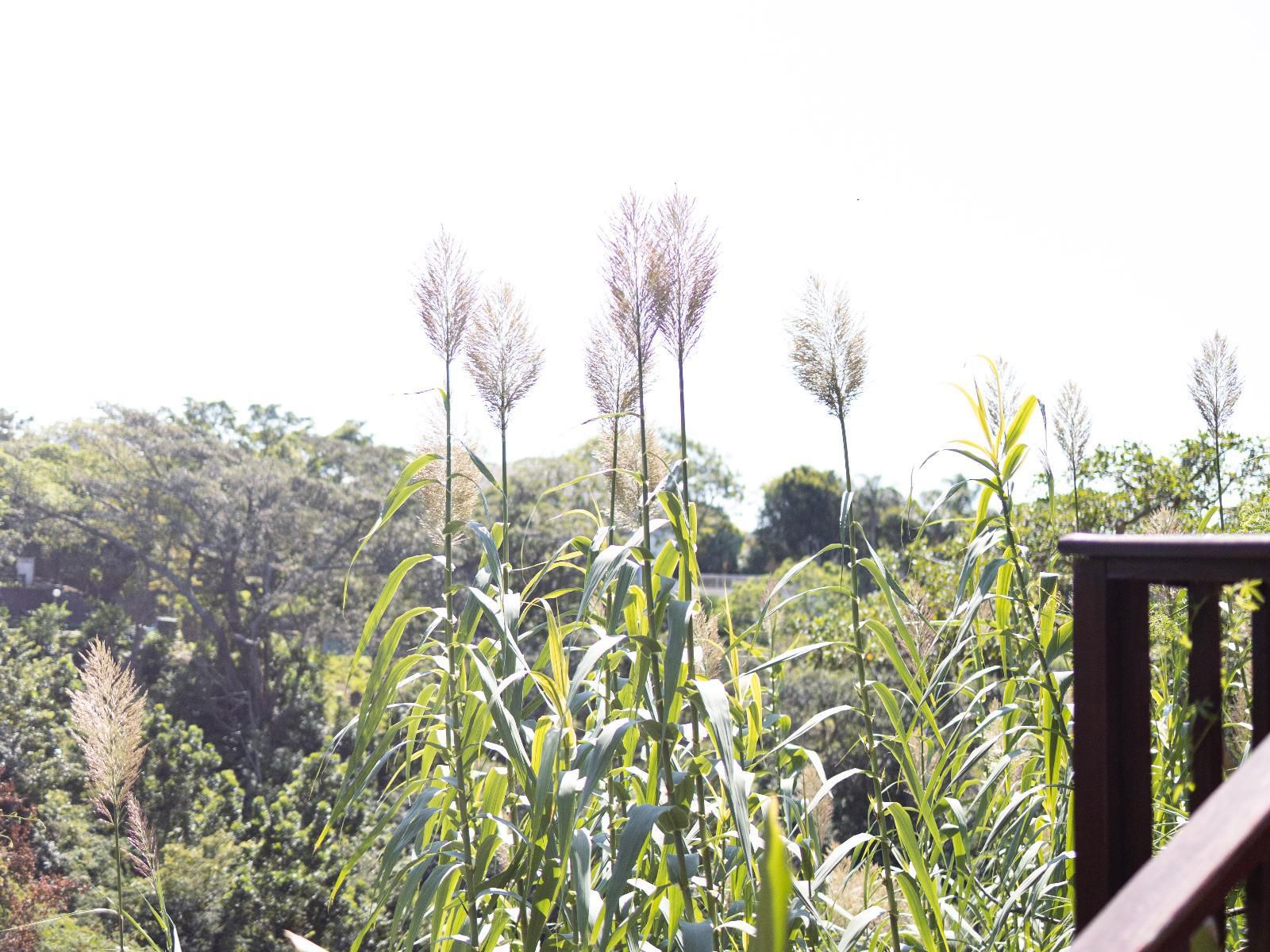 The Loerie Hide Bonnie Doon East London Eastern Cape South Africa Field, Nature, Agriculture