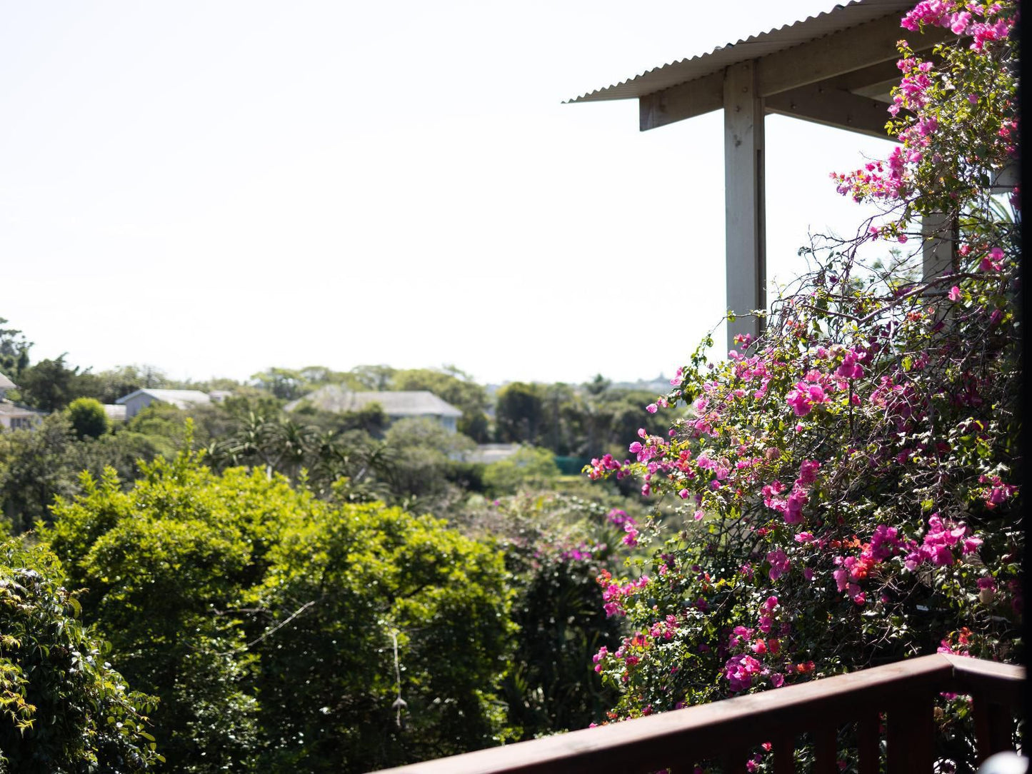 The Loerie Hide Bonnie Doon East London Eastern Cape South Africa Blossom, Plant, Nature, Garden