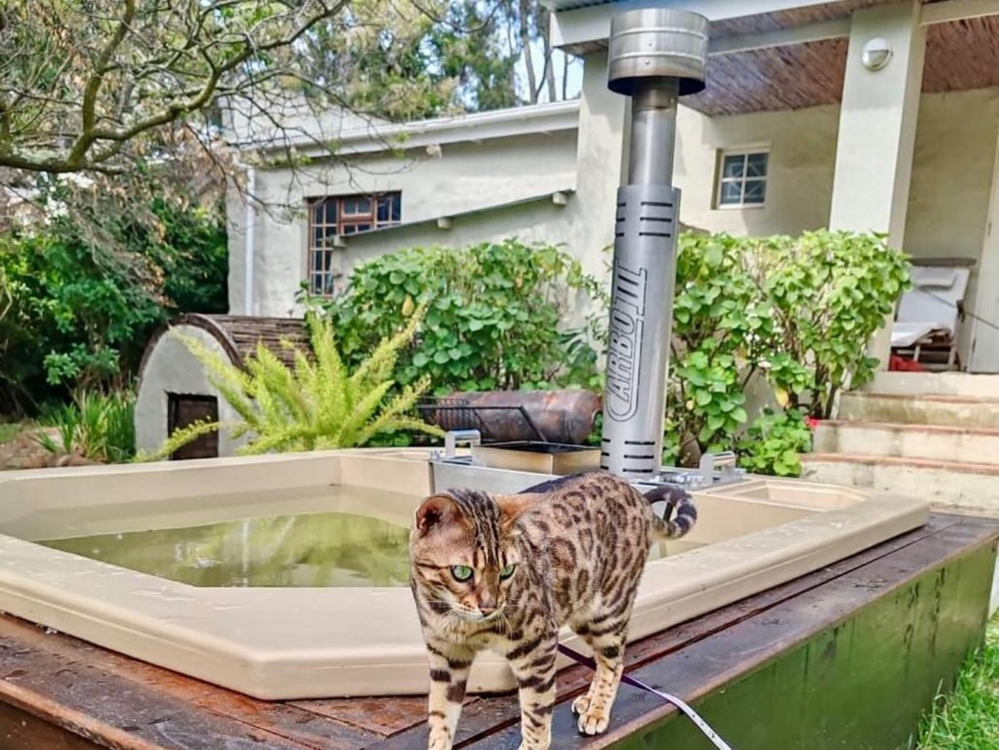 Kloofzicht Estate Country House The Loft Tulbagh Western Cape South Africa Cat, Mammal, Animal, Pet, Tiger, Big Cat, Predator, Garden, Nature, Plant