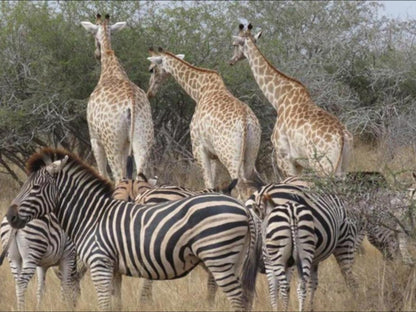 Thembolala Bush Chalets, Zebra, Mammal, Animal, Herbivore