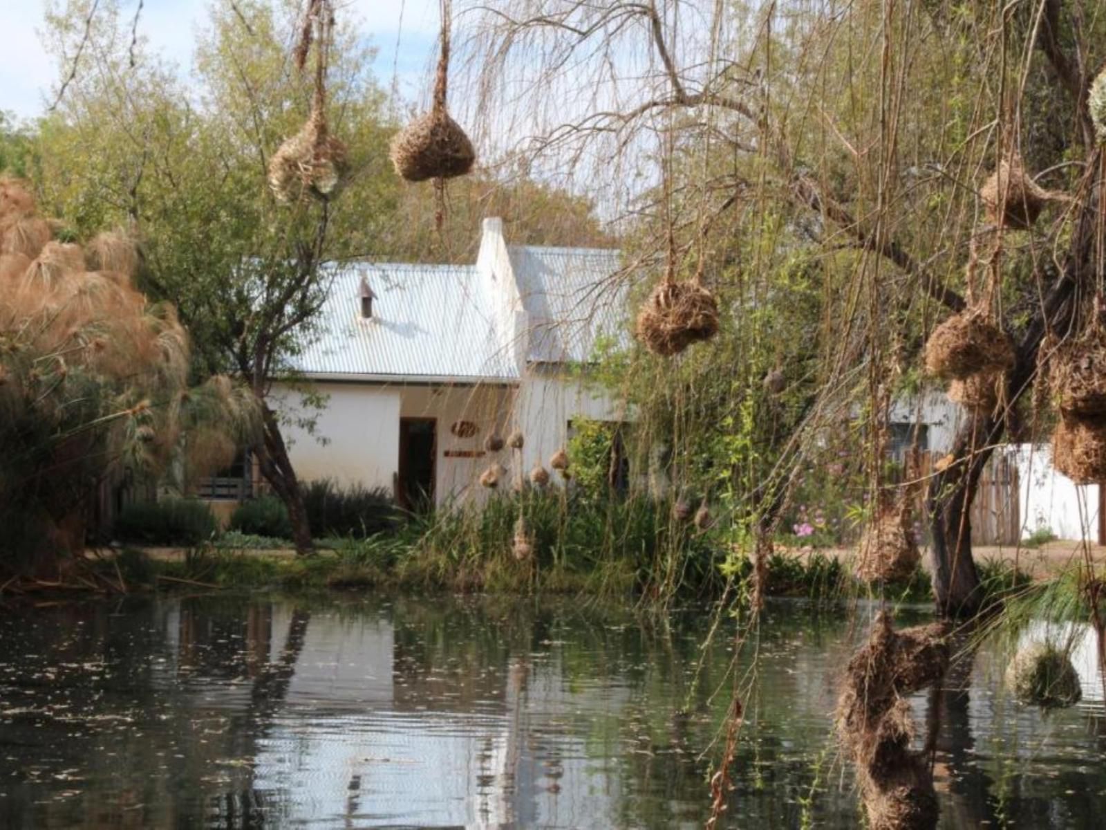 The Olive Thrush Prince Albert Western Cape South Africa House, Building, Architecture, River, Nature, Waters