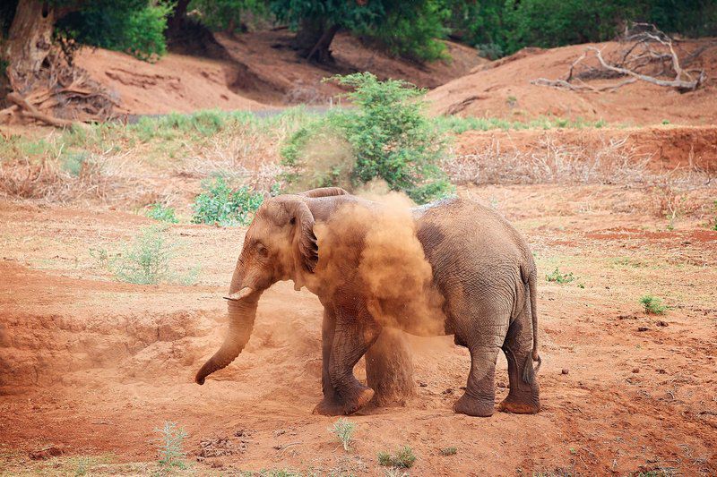 The Outpost Pafuri Gate Mpumalanga South Africa Elephant, Mammal, Animal, Herbivore