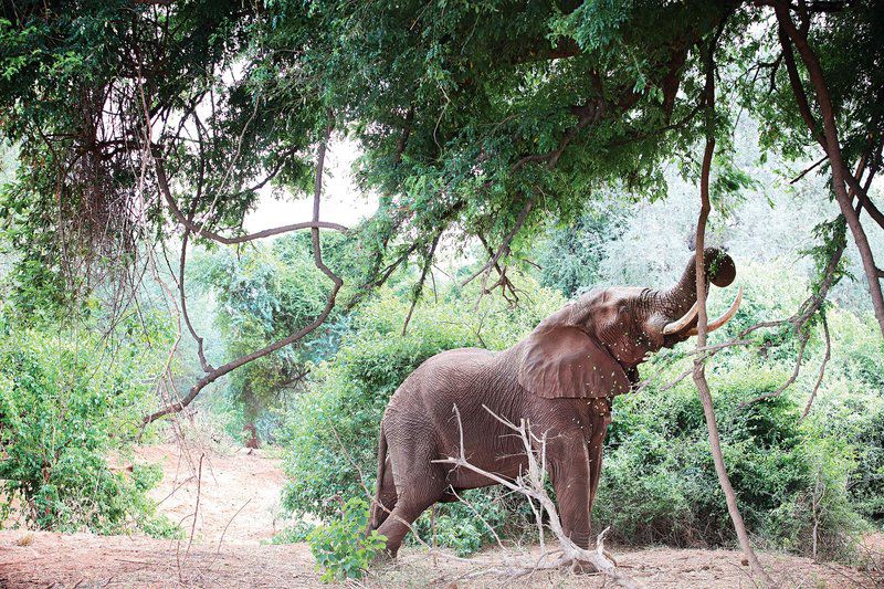The Outpost Pafuri Gate Mpumalanga South Africa Elephant, Mammal, Animal, Herbivore