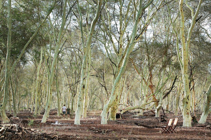 The Outpost Pafuri Gate Mpumalanga South Africa Forest, Nature, Plant, Tree, Wood