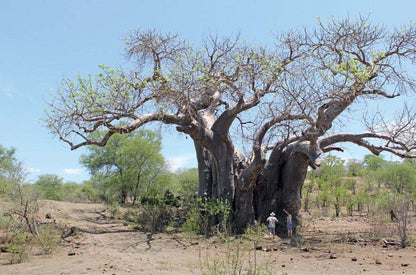 The Outpost Pafuri Gate Mpumalanga South Africa Tree, Plant, Nature, Wood, Desert, Sand