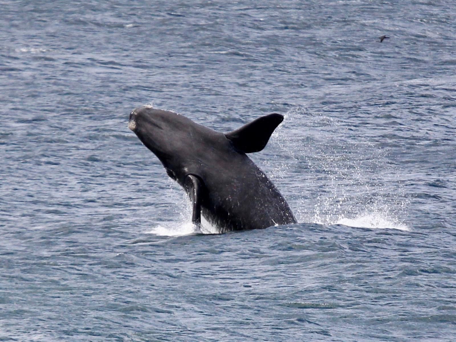 The Potting Shed Guest House Hermanus Western Cape South Africa Whale, Marine Animal, Animal