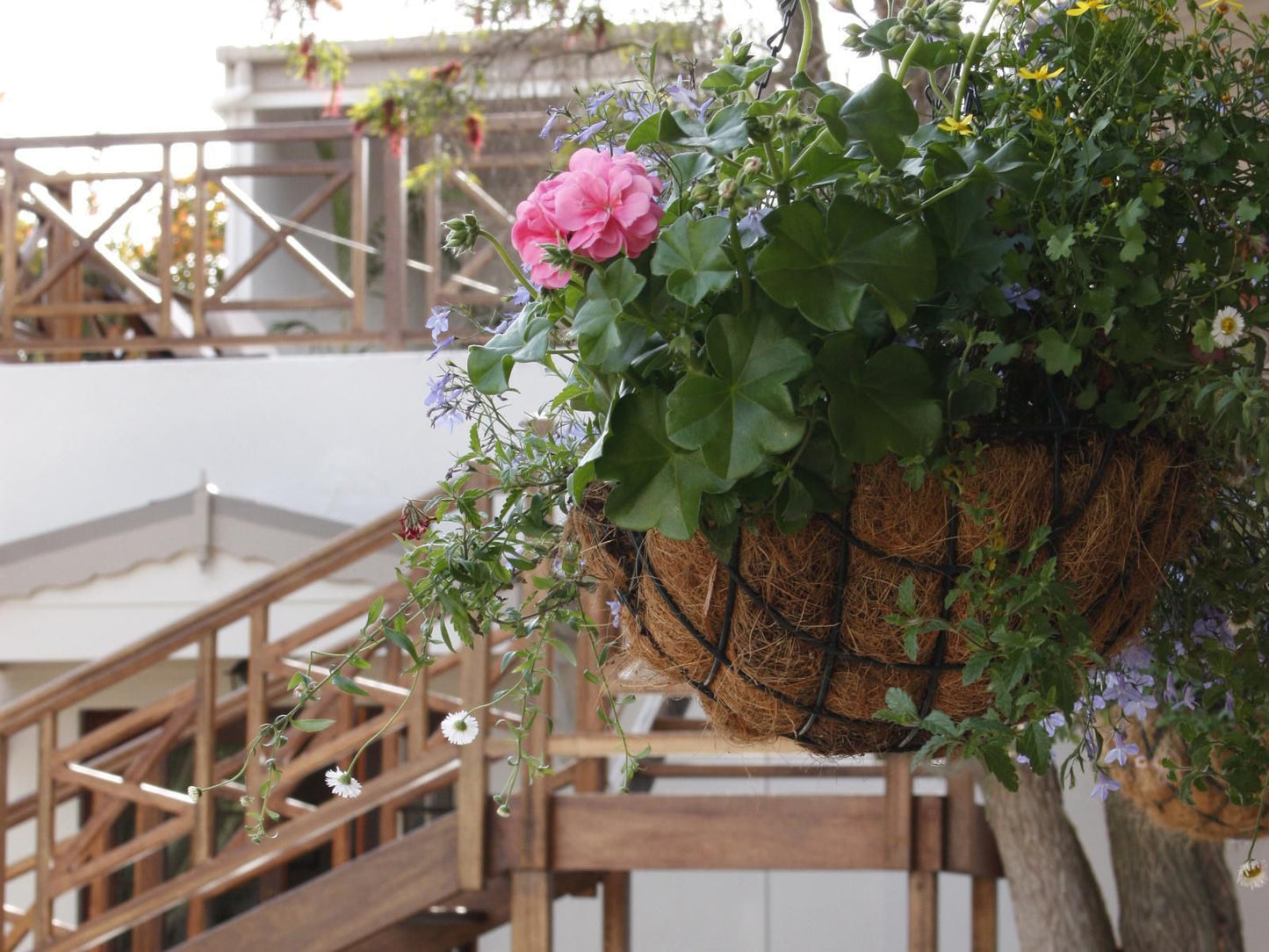 The Potting Shed Guest House Hermanus Western Cape South Africa Balcony, Architecture, Plant, Nature, Garden