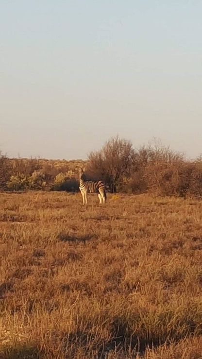 The Ranch Overnight Chalets Olifantshoek Northern Cape South Africa Animal, Lowland, Nature