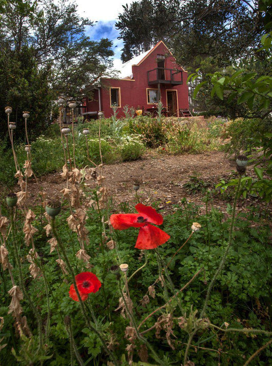 Meadow, Nature, Plant, The Red Rooster, Barrydale, Barrydale