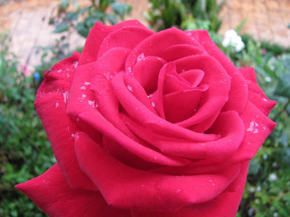 The Rose And Ale Gonubie East London Eastern Cape South Africa Flower, Plant, Nature, Rose