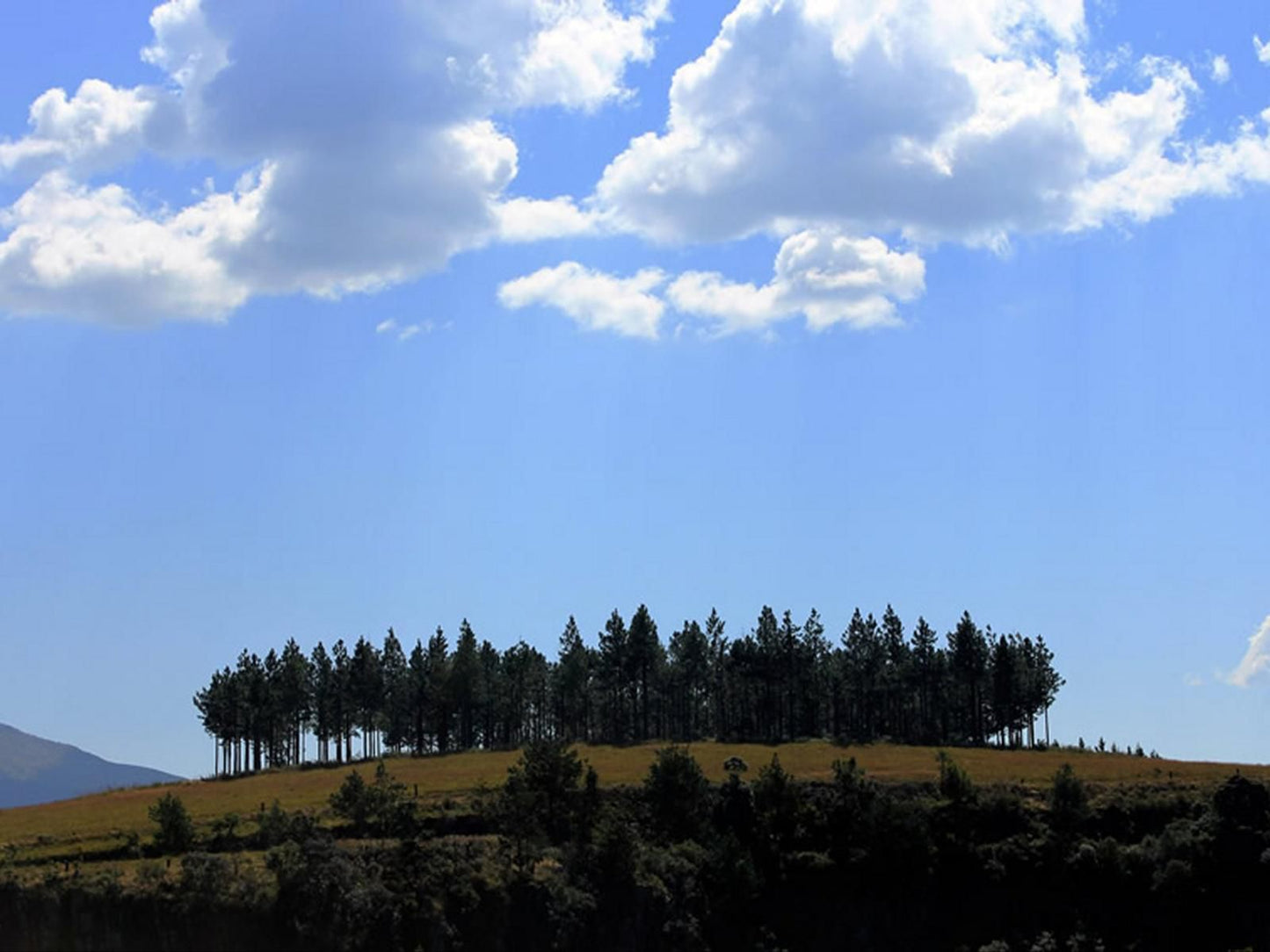 The Sabie Town House Guest Lodge Sabie Mpumalanga South Africa Sky, Nature, Tree, Plant, Wood, Clouds, Lowland