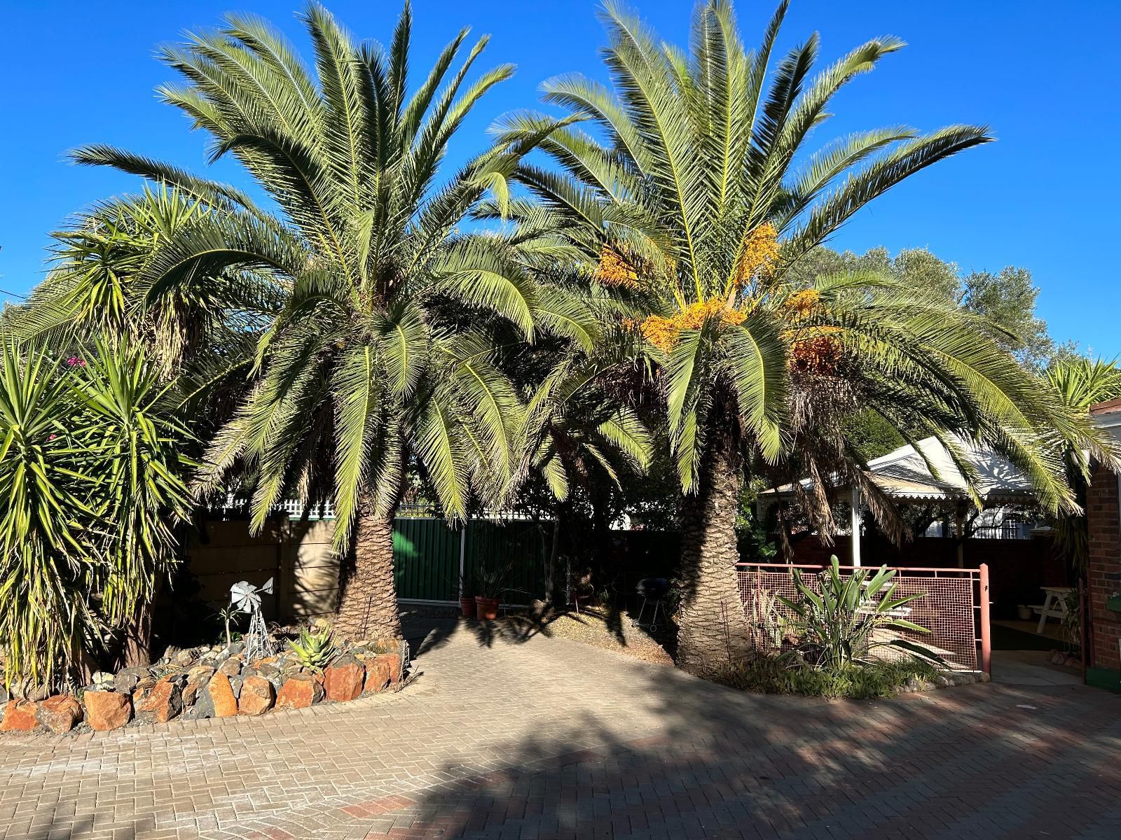 The Solomon Beaconsfield Kimberley Northern Cape South Africa Complementary Colors, Palm Tree, Plant, Nature, Wood