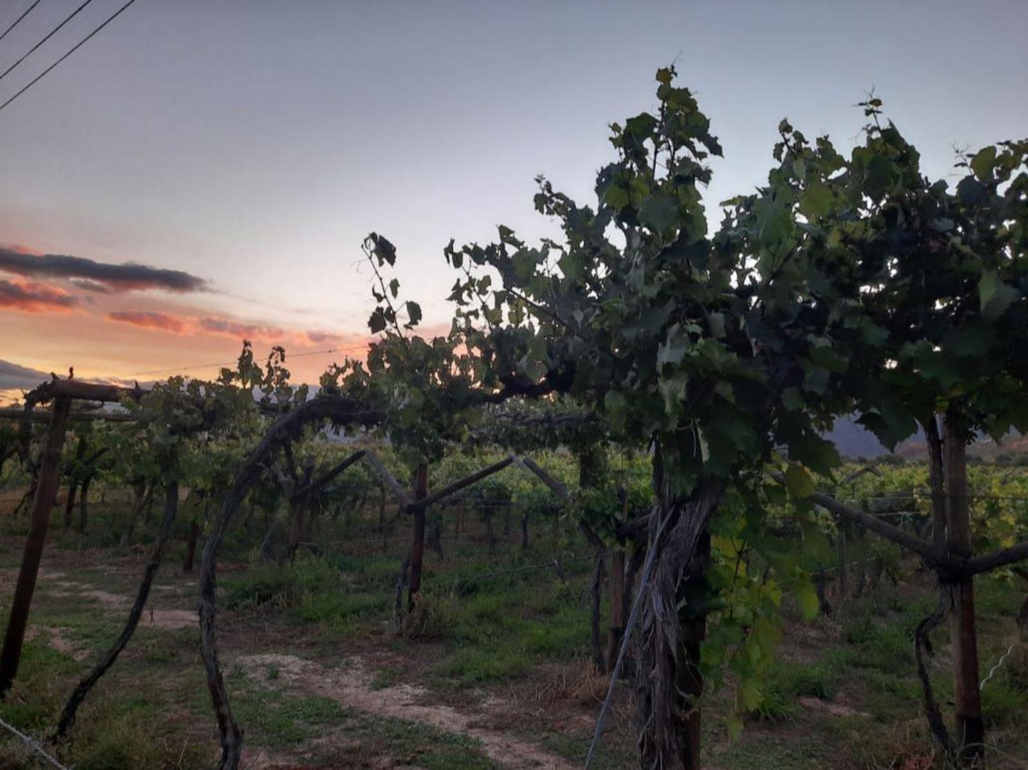 The Station Calitzdorp Calitzdorp Western Cape South Africa Grape, Fruit, Food