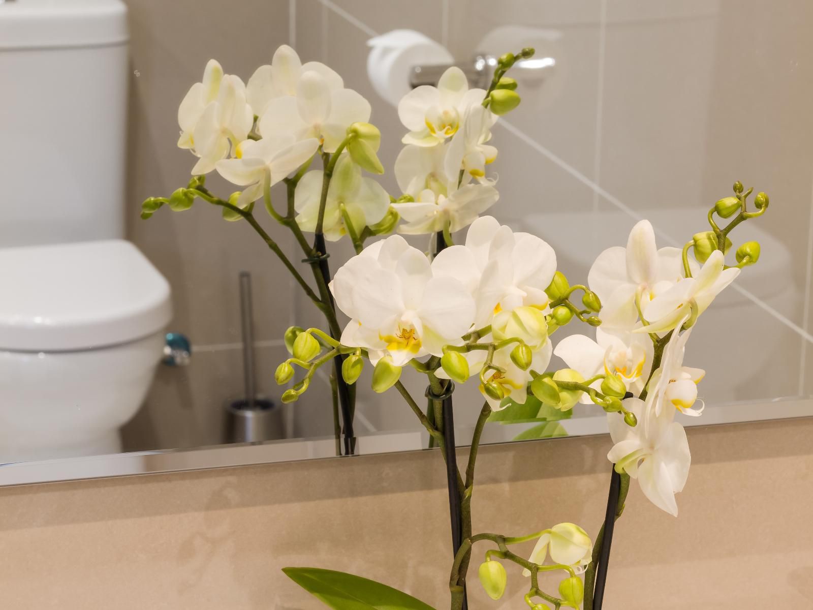 The Pecan Tree Guesthouse Bryanston Johannesburg Gauteng South Africa Sepia Tones, Blossom, Plant, Nature, Flower, Bathroom