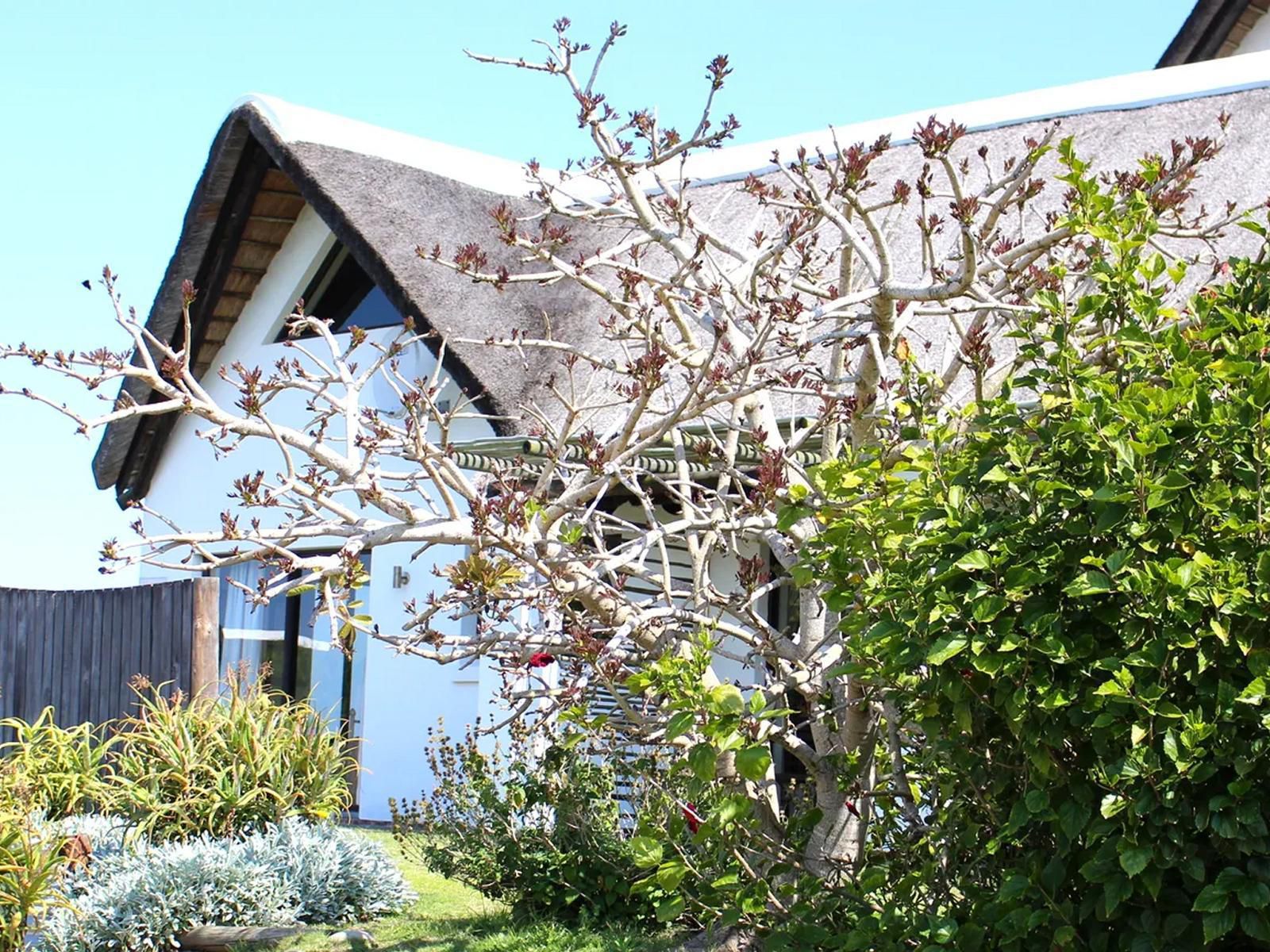 The Tin Shack St Francis Bay Eastern Cape South Africa Complementary Colors, House, Building, Architecture, Plant, Nature