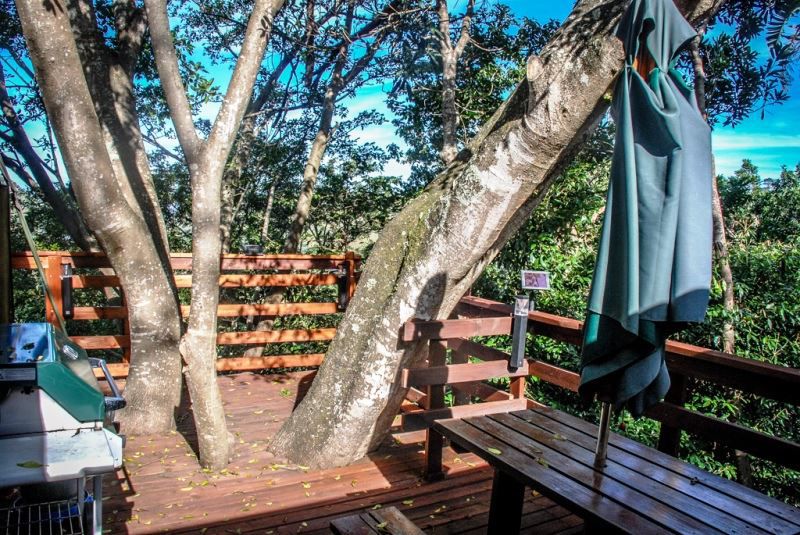 The Tree House Rennies Beach Port Edward Kwazulu Natal South Africa Plant, Nature, Tree, Wood