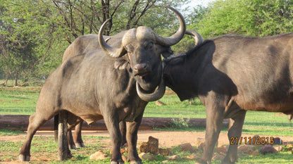 The View Lodge Mabalingwe Nature Reserve Bela Bela Warmbaths Limpopo Province South Africa Water Buffalo, Mammal, Animal, Herbivore