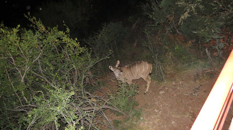 The View Lodge Mabalingwe Nature Reserve Bela Bela Warmbaths Limpopo Province South Africa Animal