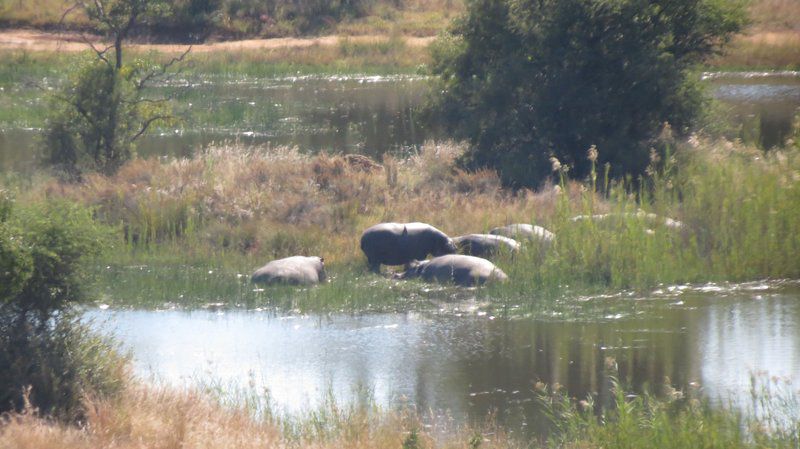 The View Lodge Mabalingwe Nature Reserve Bela Bela Warmbaths Limpopo Province South Africa Swan, Bird, Animal, Lake, Nature, Waters, Meadow, Whale, Marine Animal