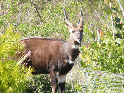 The Wallow Guesthouse Wilderness Western Cape South Africa Deer, Mammal, Animal, Herbivore