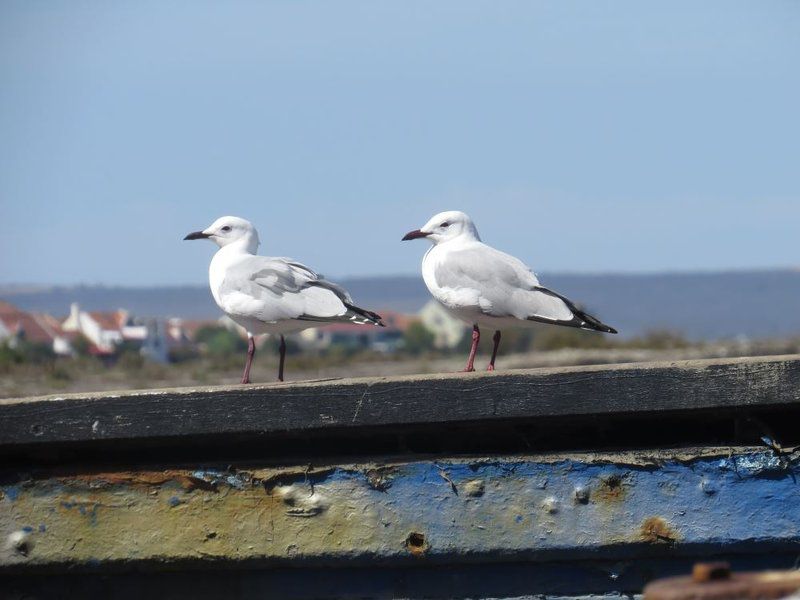 The Waterfront Guest House Port Owen Velddrif Western Cape South Africa Seagull, Bird, Animal