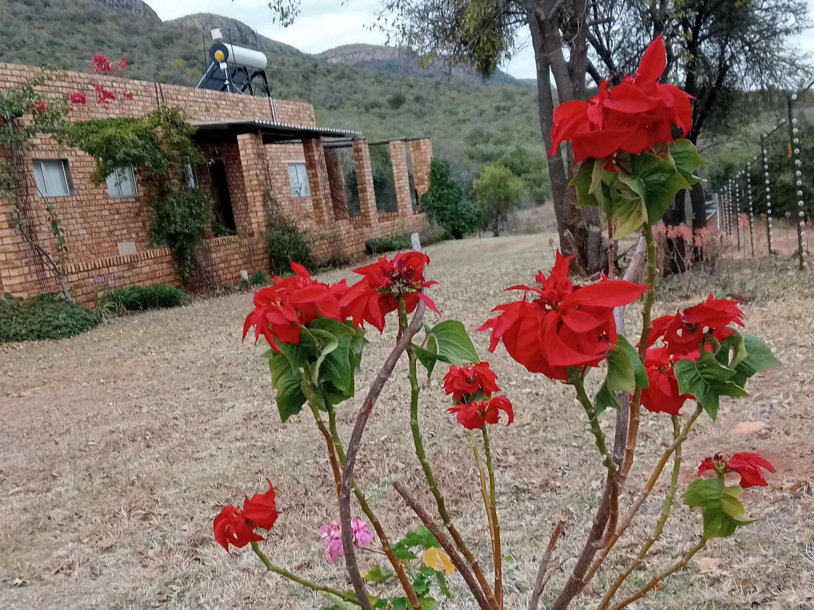 Thirsty Falls Nature Retreat Magaliesburg Gauteng South Africa Cactus, Plant, Nature