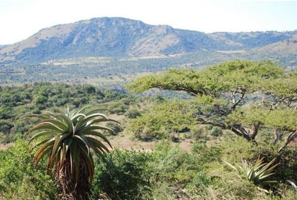 Thokazi Royal Lodge Nongoma Kwazulu Natal South Africa Cactus, Plant, Nature