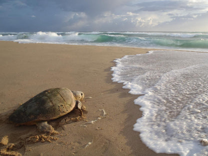 Thonga Beach Lodge Mabibi Kwazulu Natal South Africa Beach, Nature, Sand, Turtle, Reptile, Animal