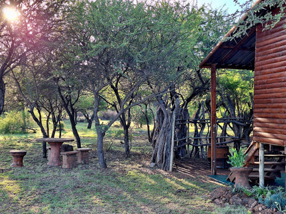 Thorn Tree Bush Camp Accommodation Dinokeng Game Reserve Gauteng South Africa Plant, Nature, Tree, Wood