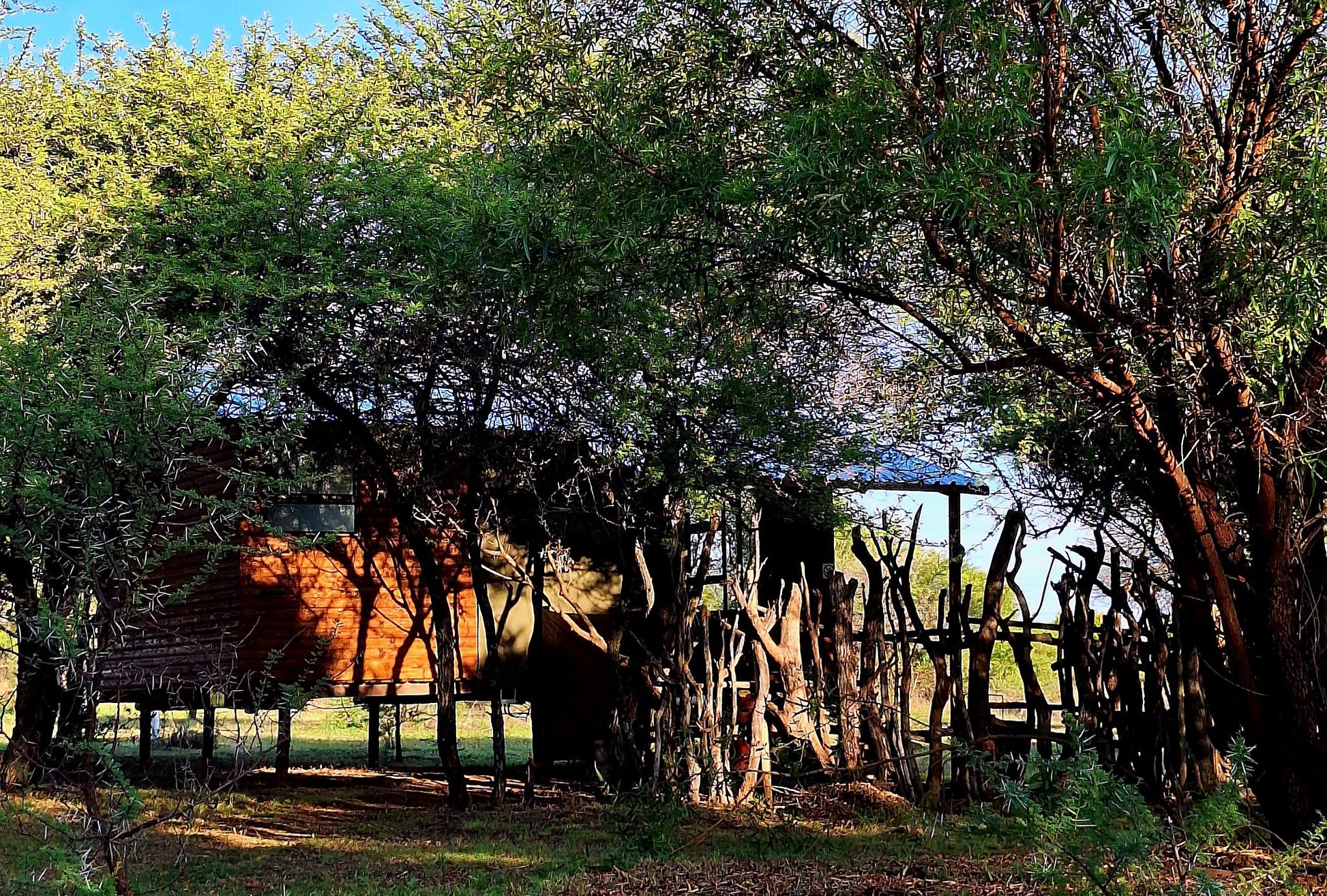 Thorn Tree Bush Camp Accommodation Dinokeng Game Reserve Gauteng South Africa Tree, Plant, Nature, Wood