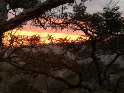 Thorn Tree Lodge Hayfields Pietermaritzburg Kwazulu Natal South Africa Silhouette, Sky, Nature, Sunset