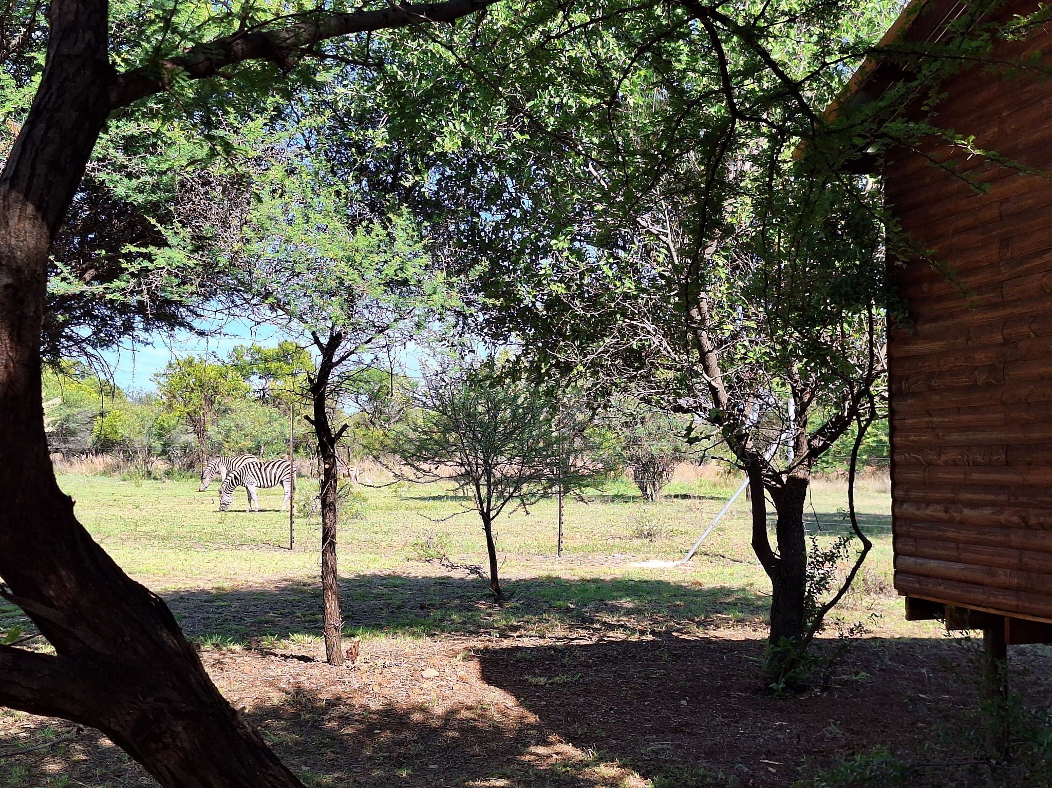 Thorn Tree Bush Camp Campsites Dinokeng Game Reserve Gauteng South Africa Plant, Nature, Tree, Wood