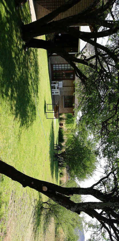 Thorn Tree Olive Hill Bloemfontein Free State South Africa 