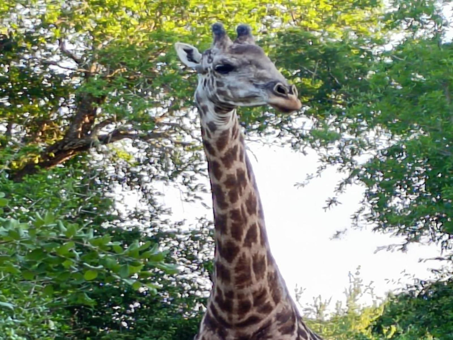 Thornwood Hluhluwe Kwazulu Natal South Africa Giraffe, Mammal, Animal, Herbivore