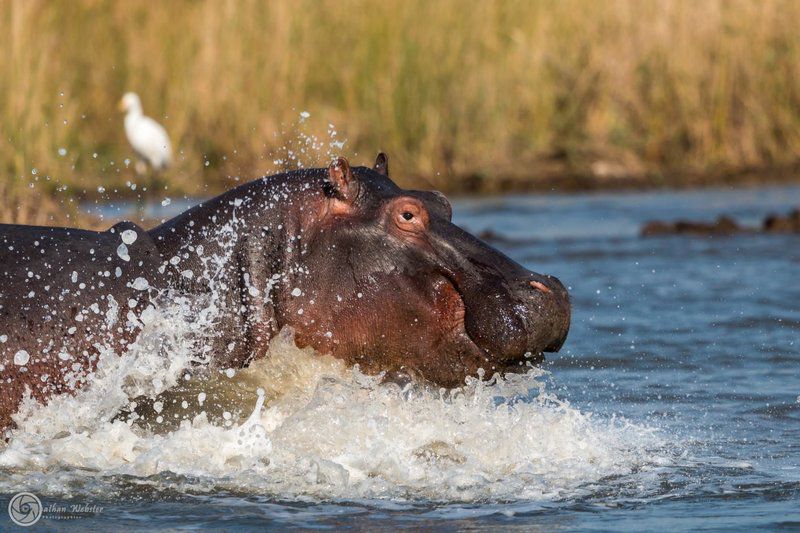 3 Night St Lucia Safari Package St Lucia Kwazulu Natal South Africa Hippo, Mammal, Animal, Herbivore, Moose