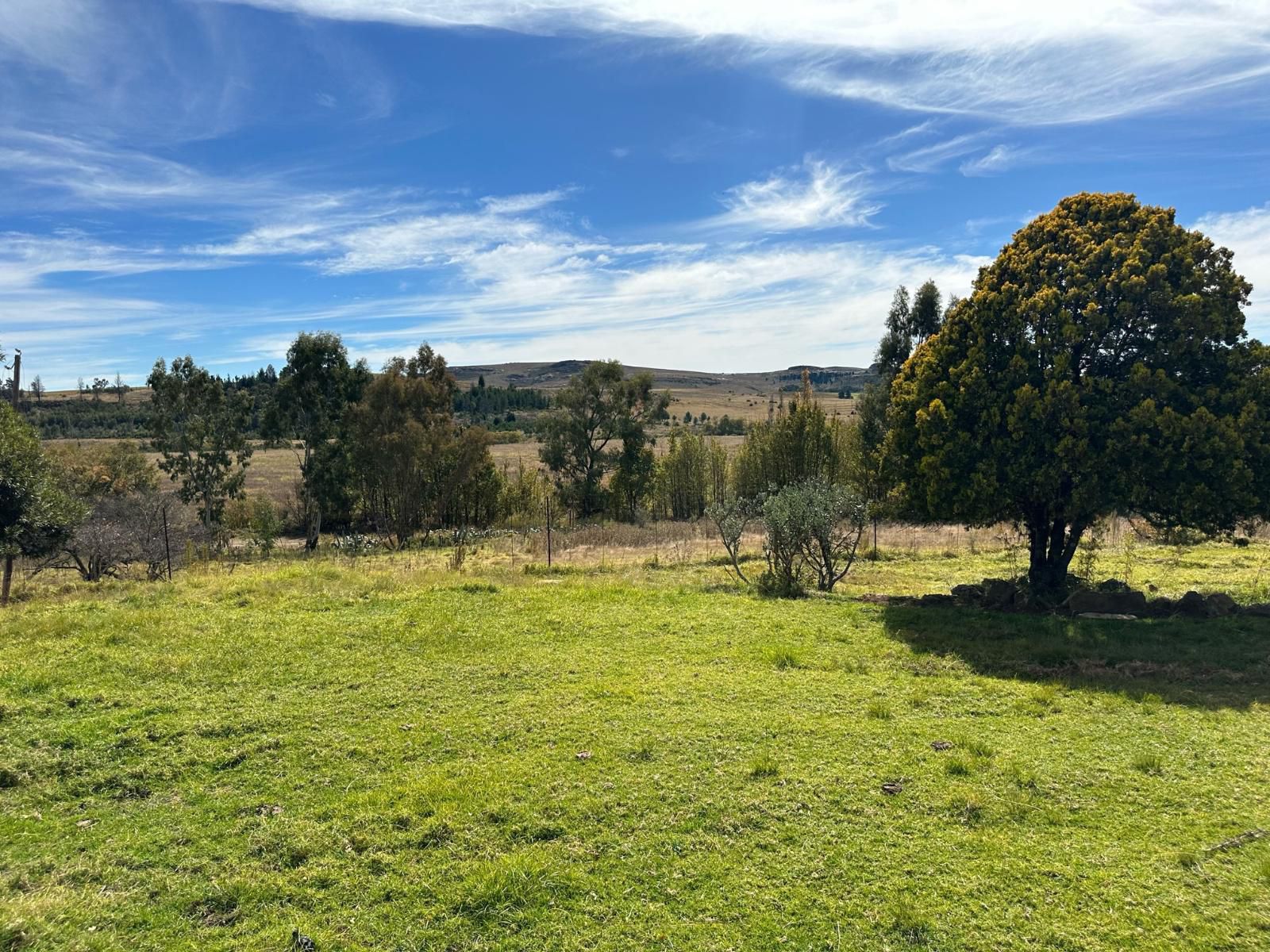 Thula Guest Farm Clarens Free State South Africa Complementary Colors, Tree, Plant, Nature, Wood, Lowland