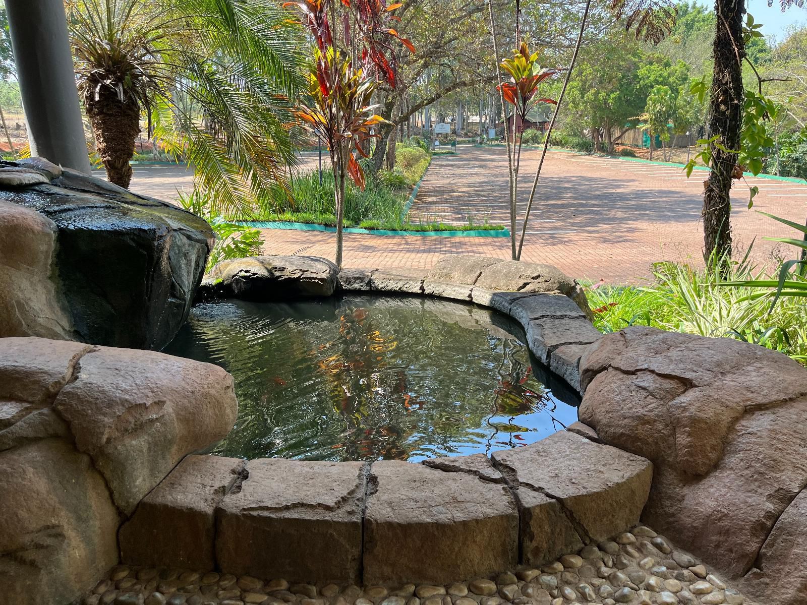 Thyme Inn On Greenway White River Country Estates White River Mpumalanga South Africa Palm Tree, Plant, Nature, Wood, Reptile, Animal, Garden, Swimming Pool