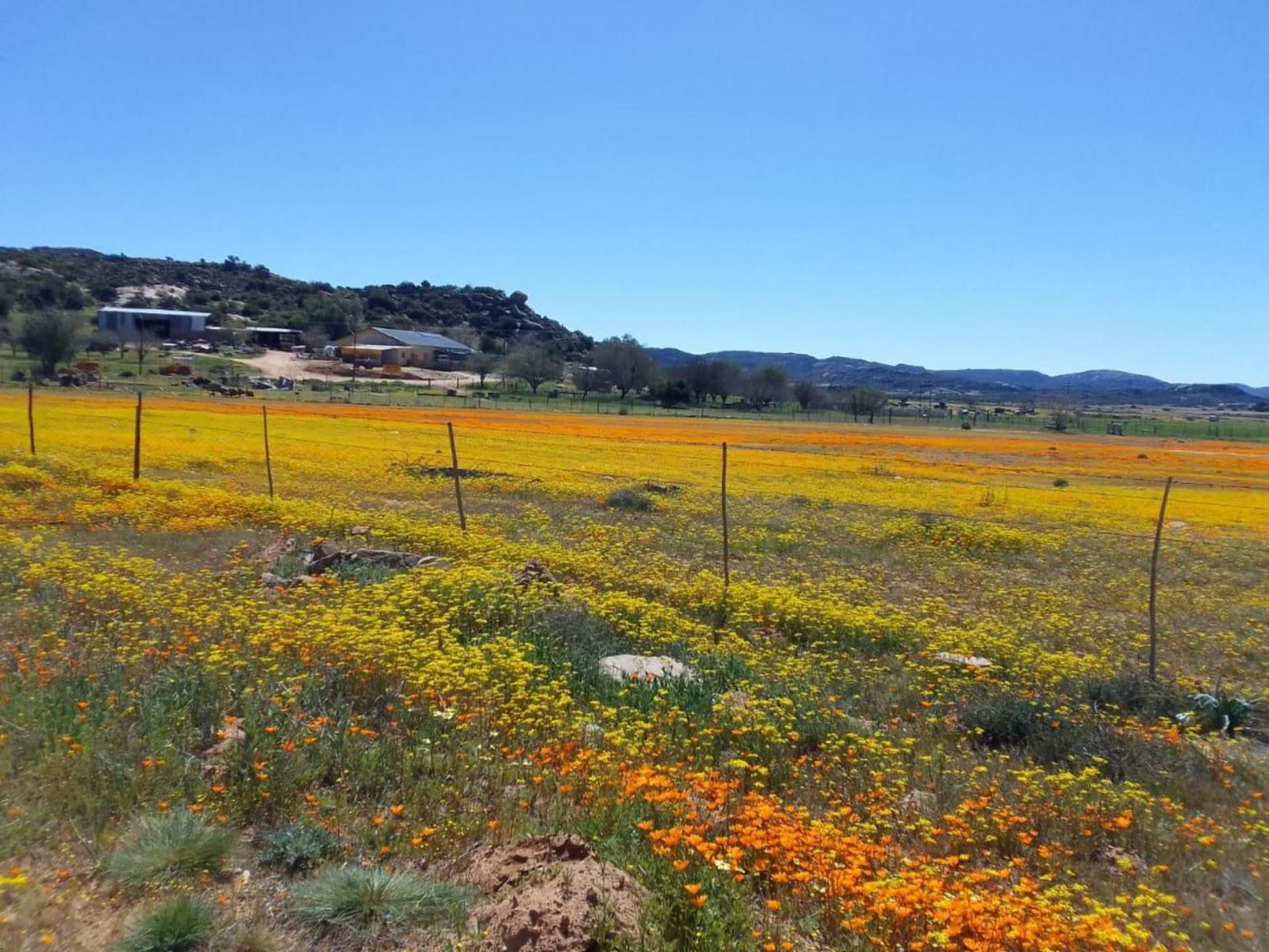 Thys E Kombuis And Guest House Kamieskroon Northern Cape South Africa Complementary Colors, Field, Nature, Agriculture, Plant