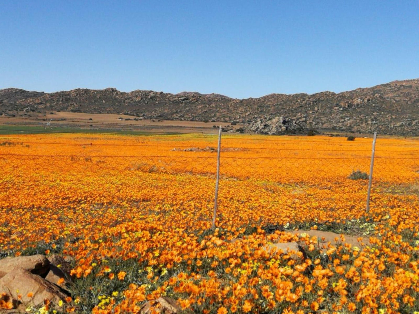 Thys E Kombuis And Guest House Kamieskroon Northern Cape South Africa Complementary Colors, Field, Nature, Agriculture, Plant, Canola