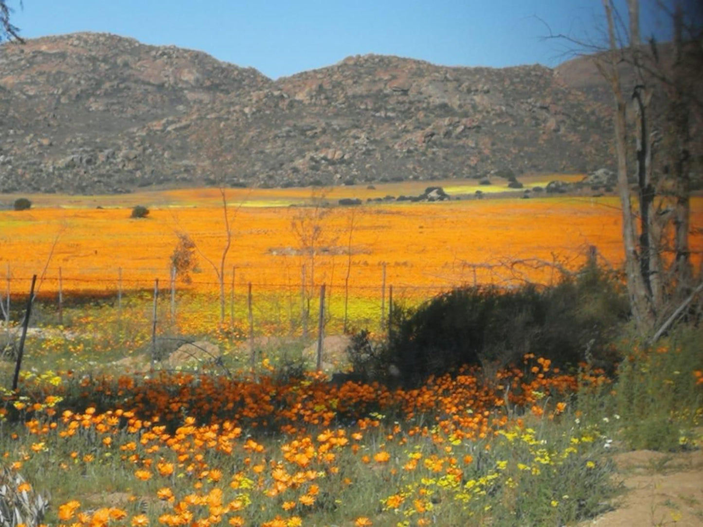 Thys E Kombuis And Guest House Kamieskroon Northern Cape South Africa Field, Nature, Agriculture, Plant, Sunflower, Flower, Canola