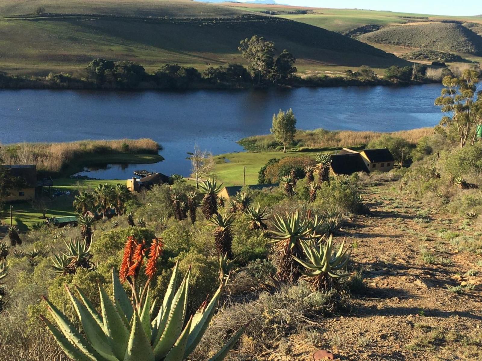 Tides River Lodge Malgas Western Cape South Africa Cactus, Plant, Nature