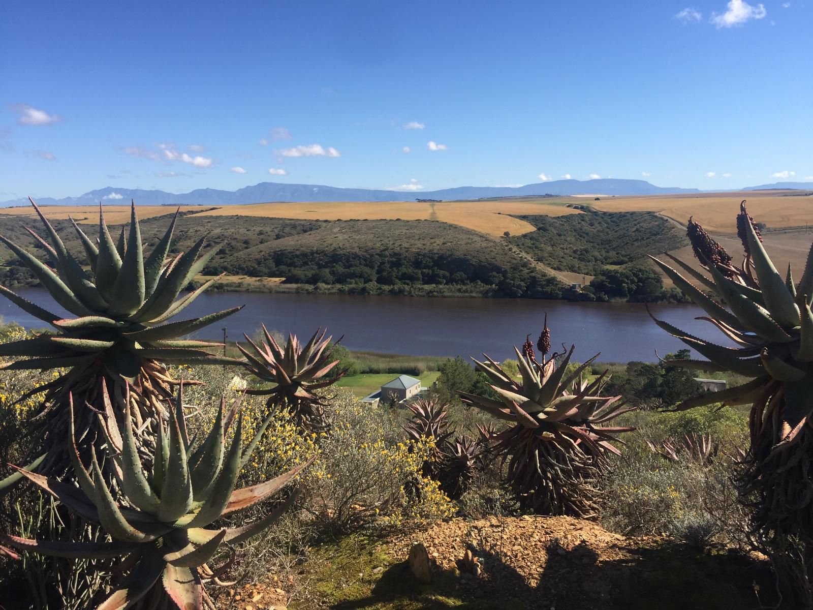 Tides River Lodge Malgas Western Cape South Africa Cactus, Plant, Nature, Lake, Waters