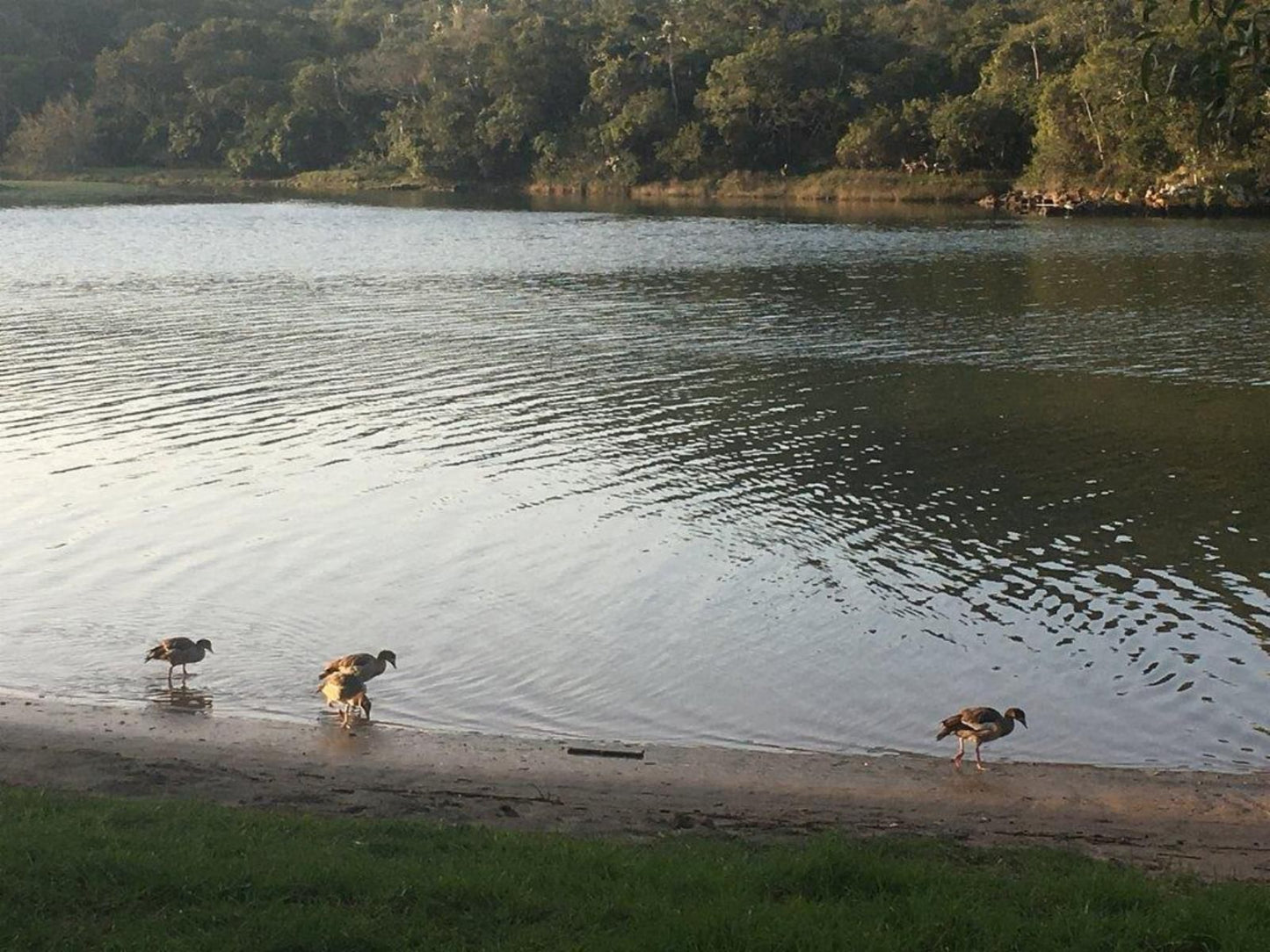 Tidewaters River Lodge Gonubie East London Eastern Cape South Africa Duck, Bird, Animal, Dog, Mammal, Pet, Lake, Nature, Waters